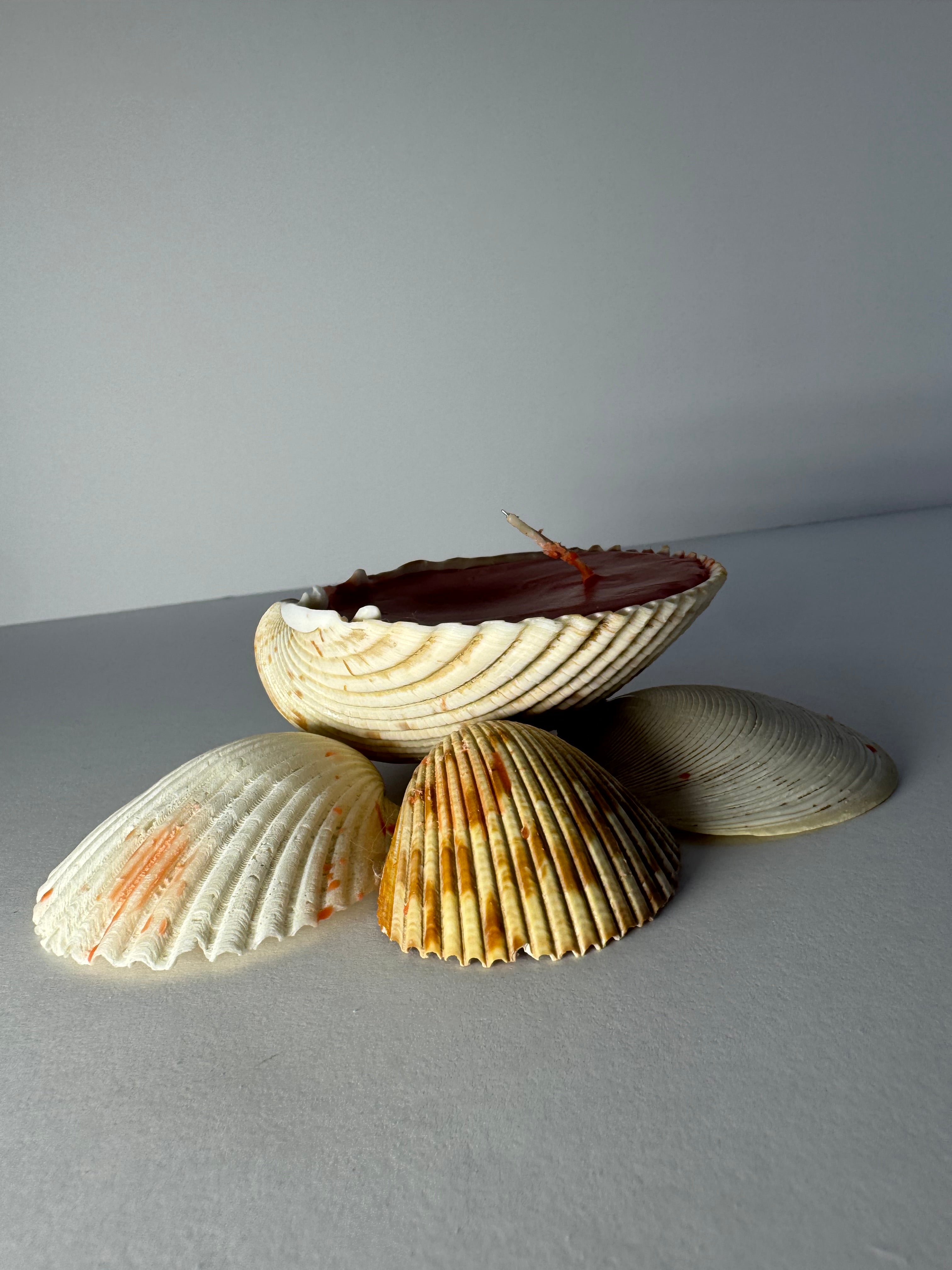 Shell Candle