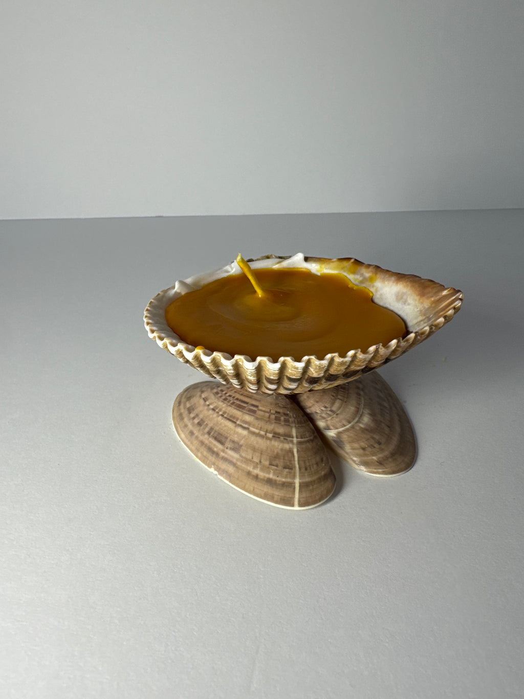 Shell Candle