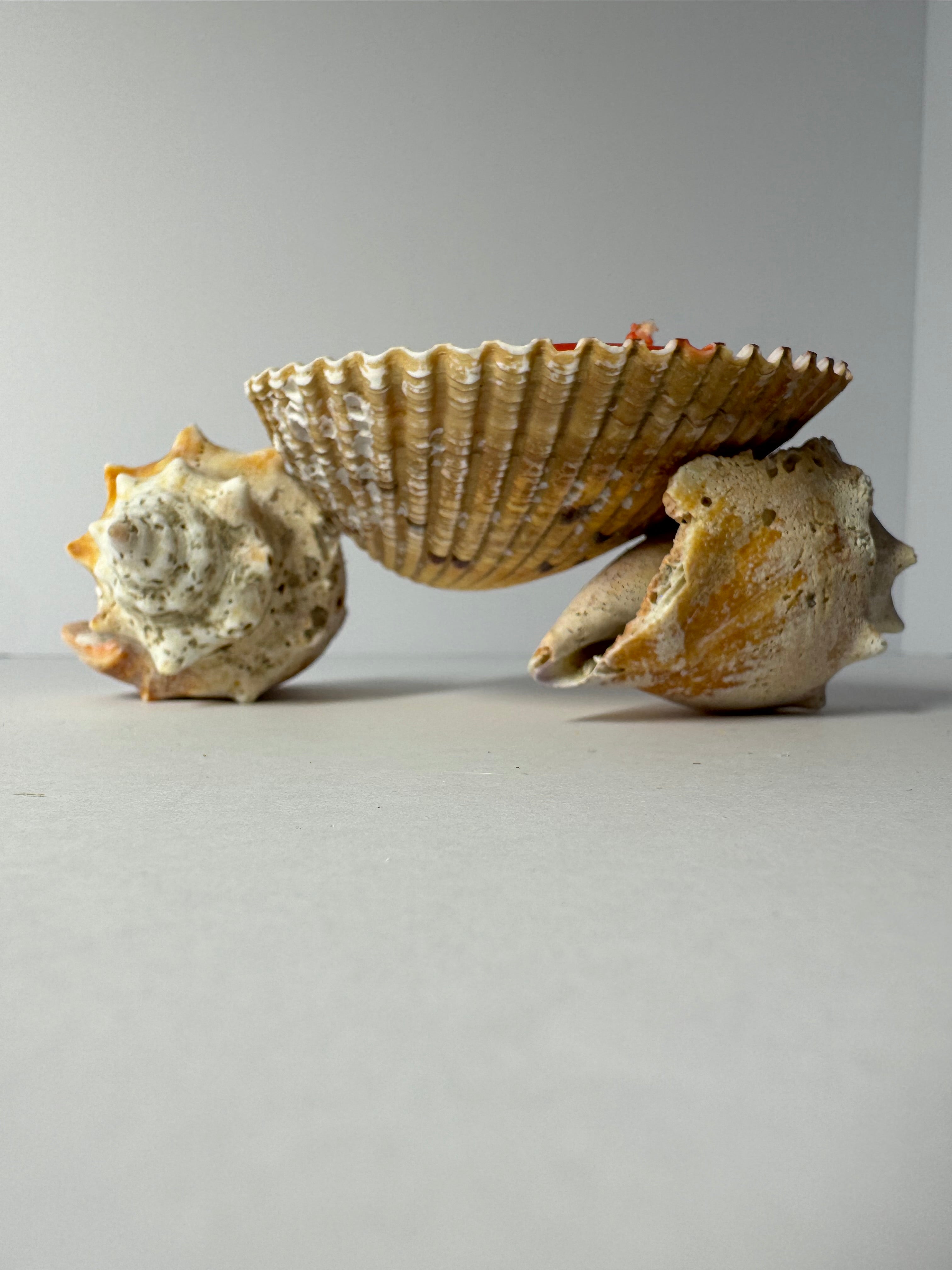 Shell Candle