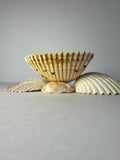 Shell Candle