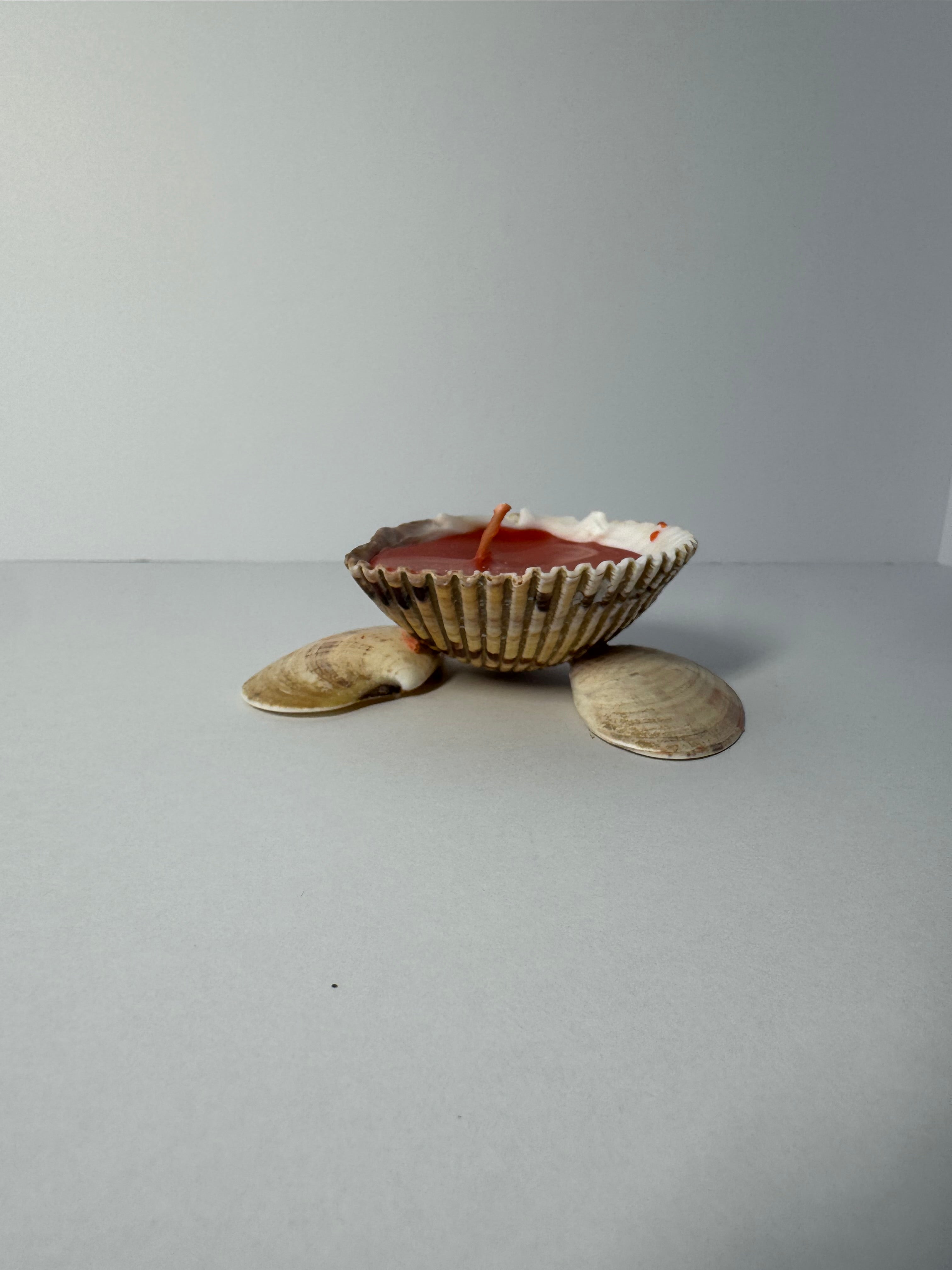 Shell Candle