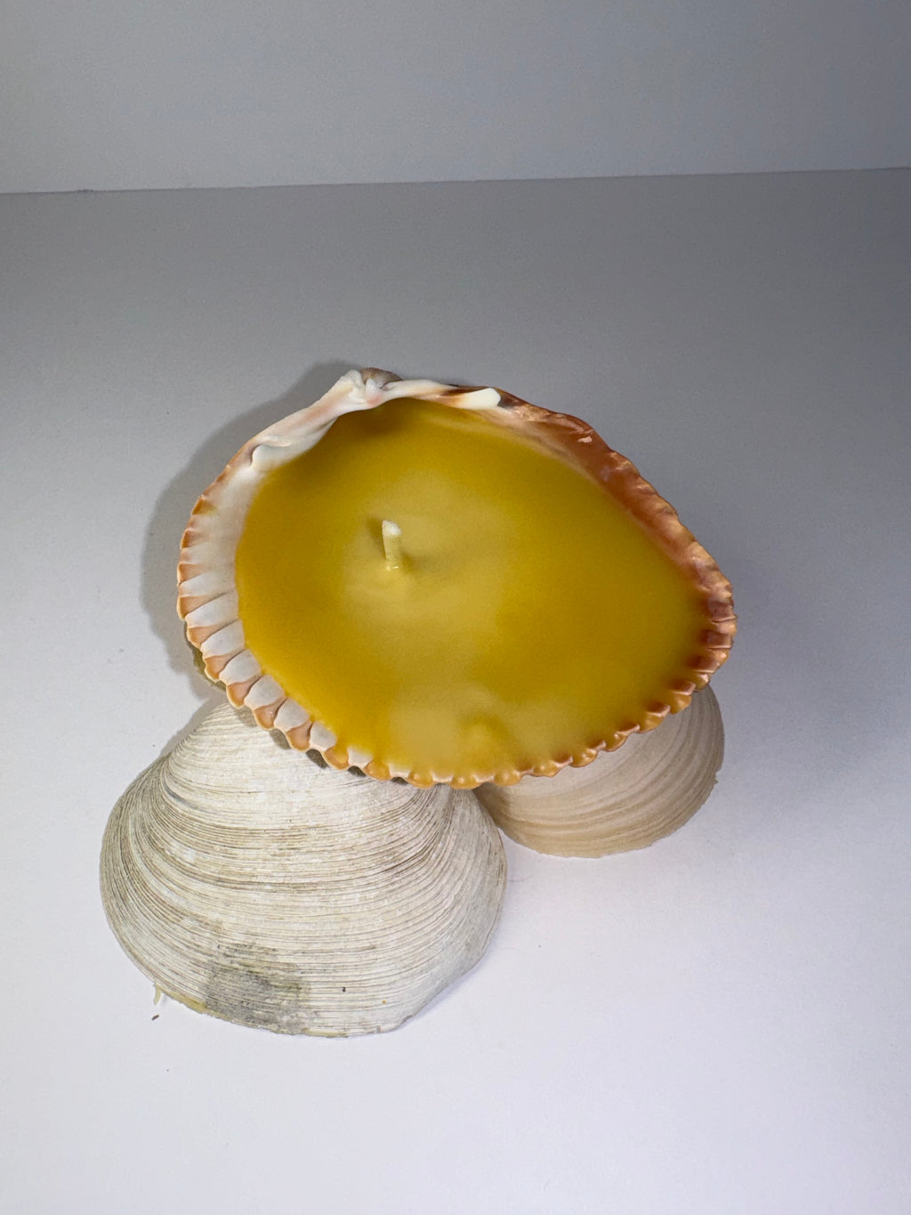 Shell Candle