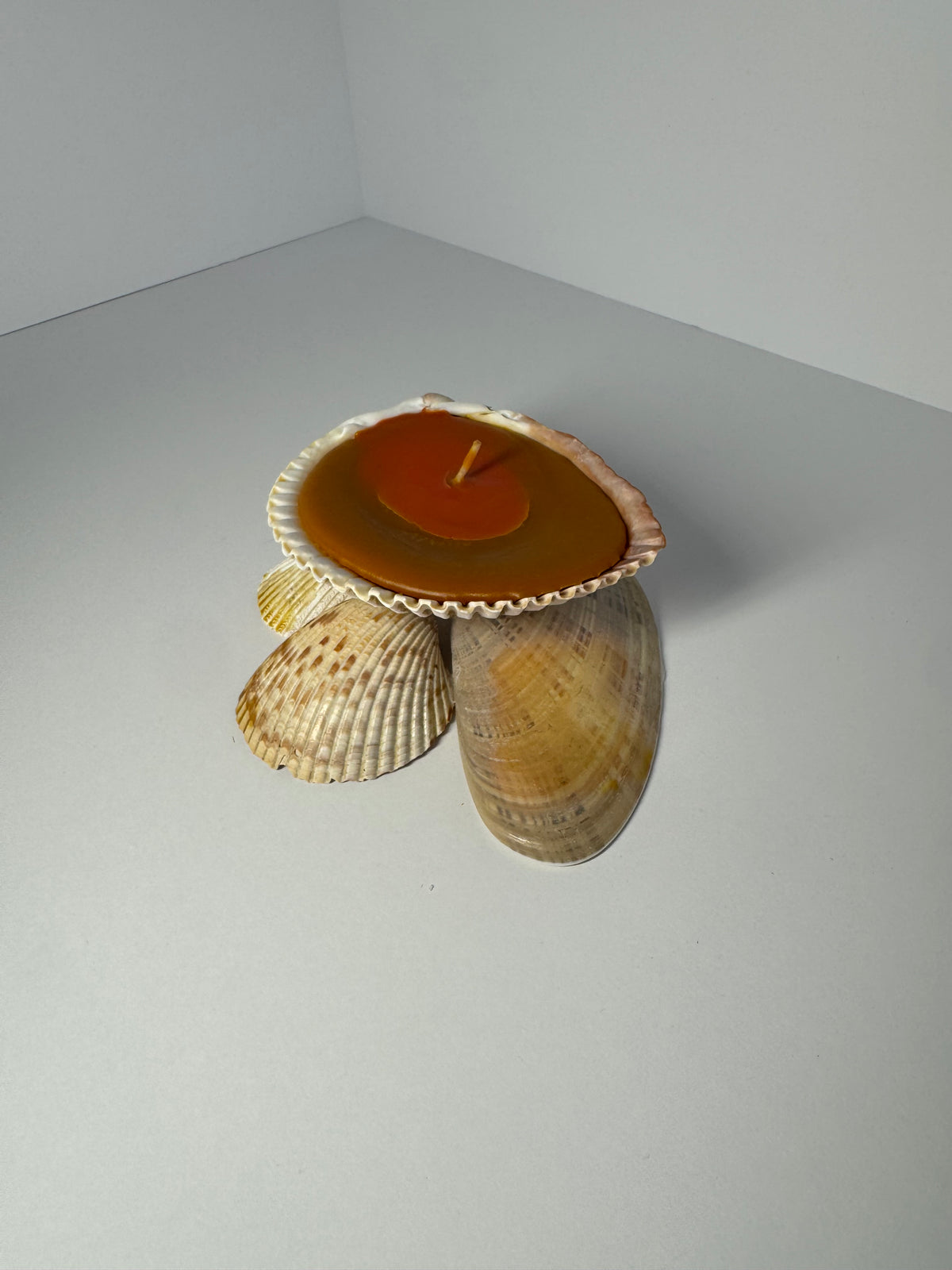 Shell Candle