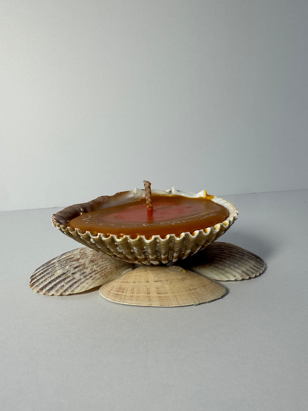 Shell Candle