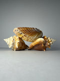 Shell Candle