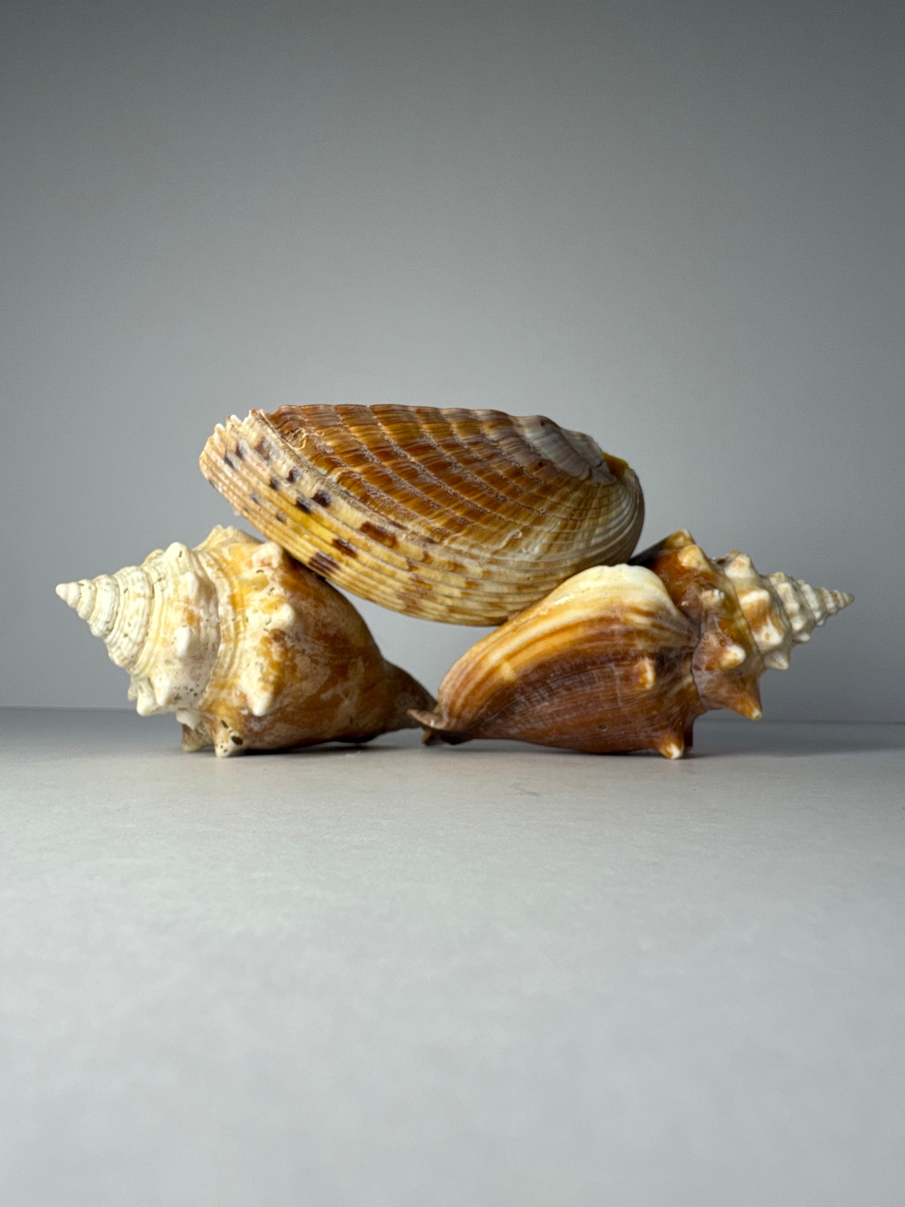 Shell Candle
