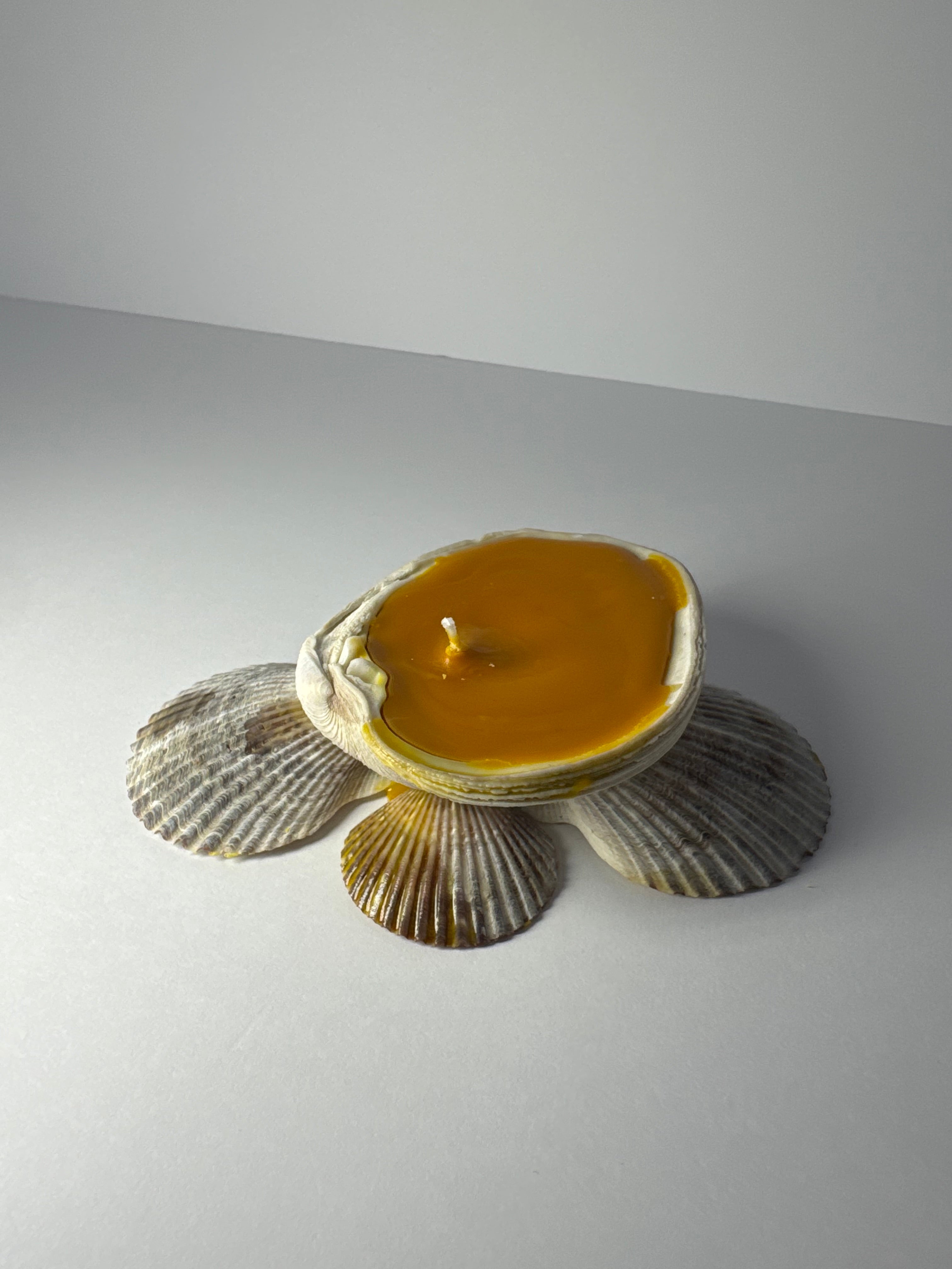 Shell Candle