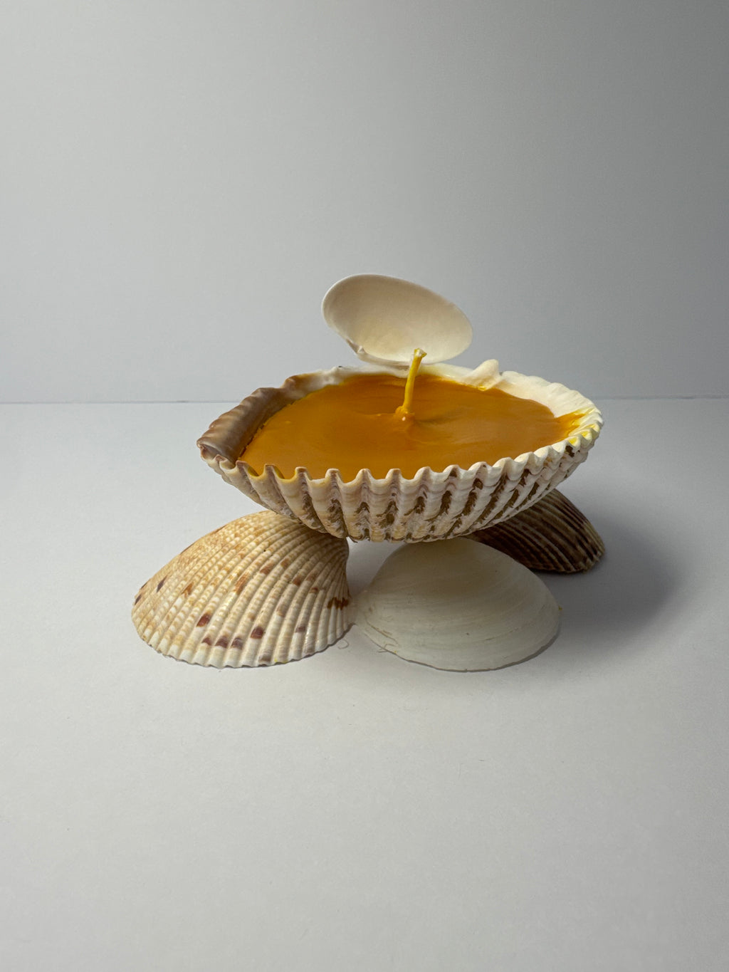 Shell Candle