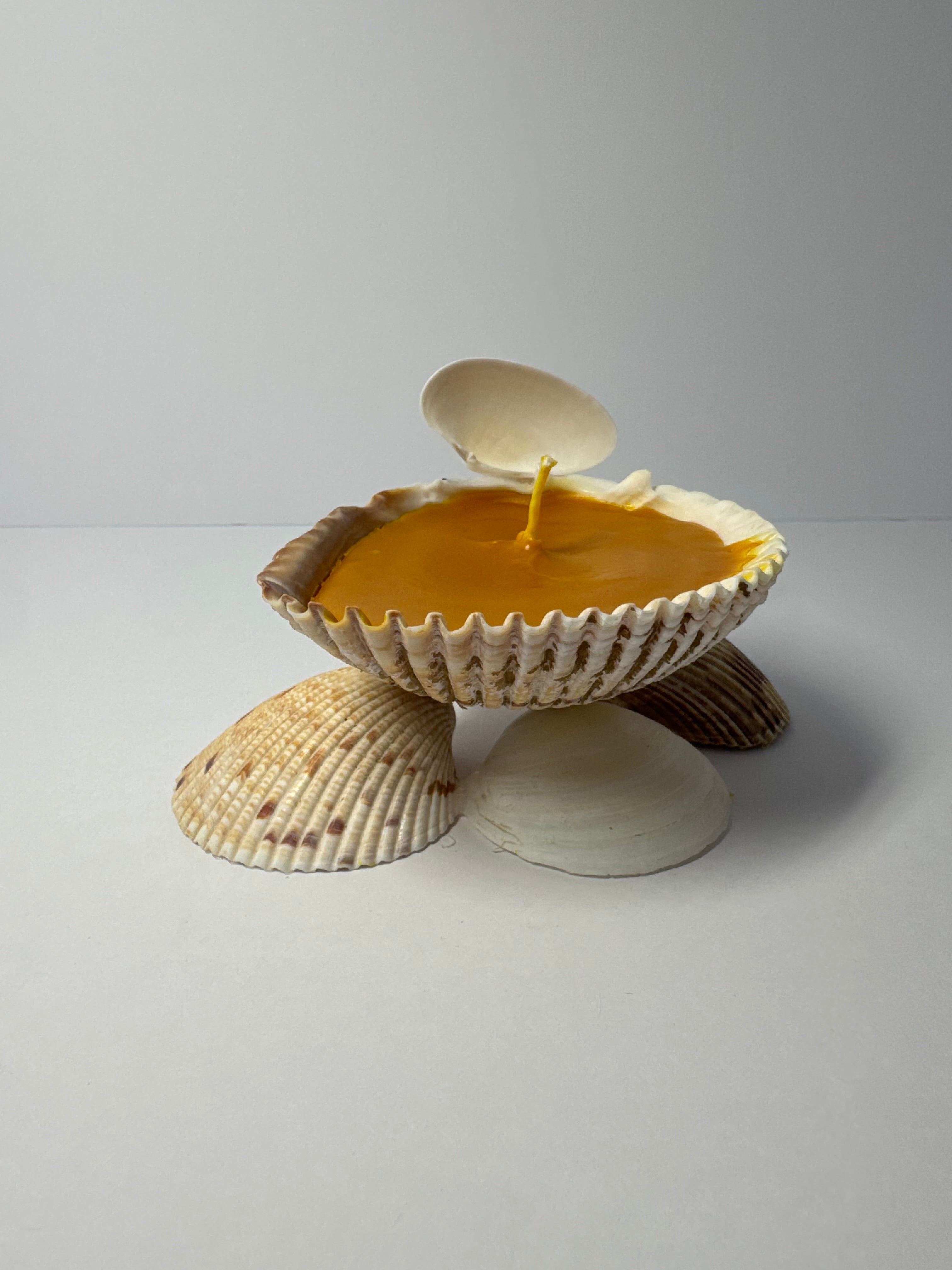 Shell Candle