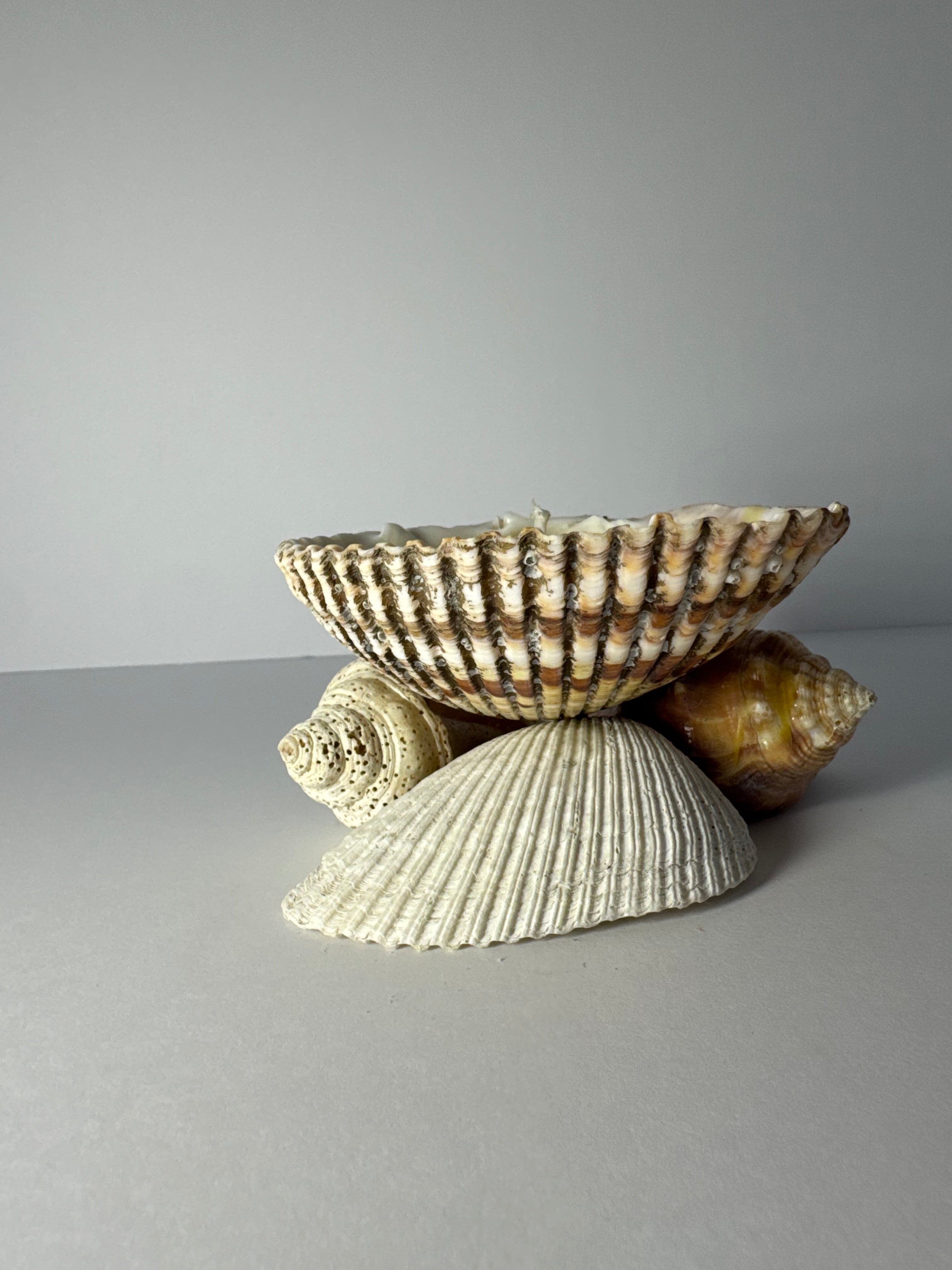 Shell Candle