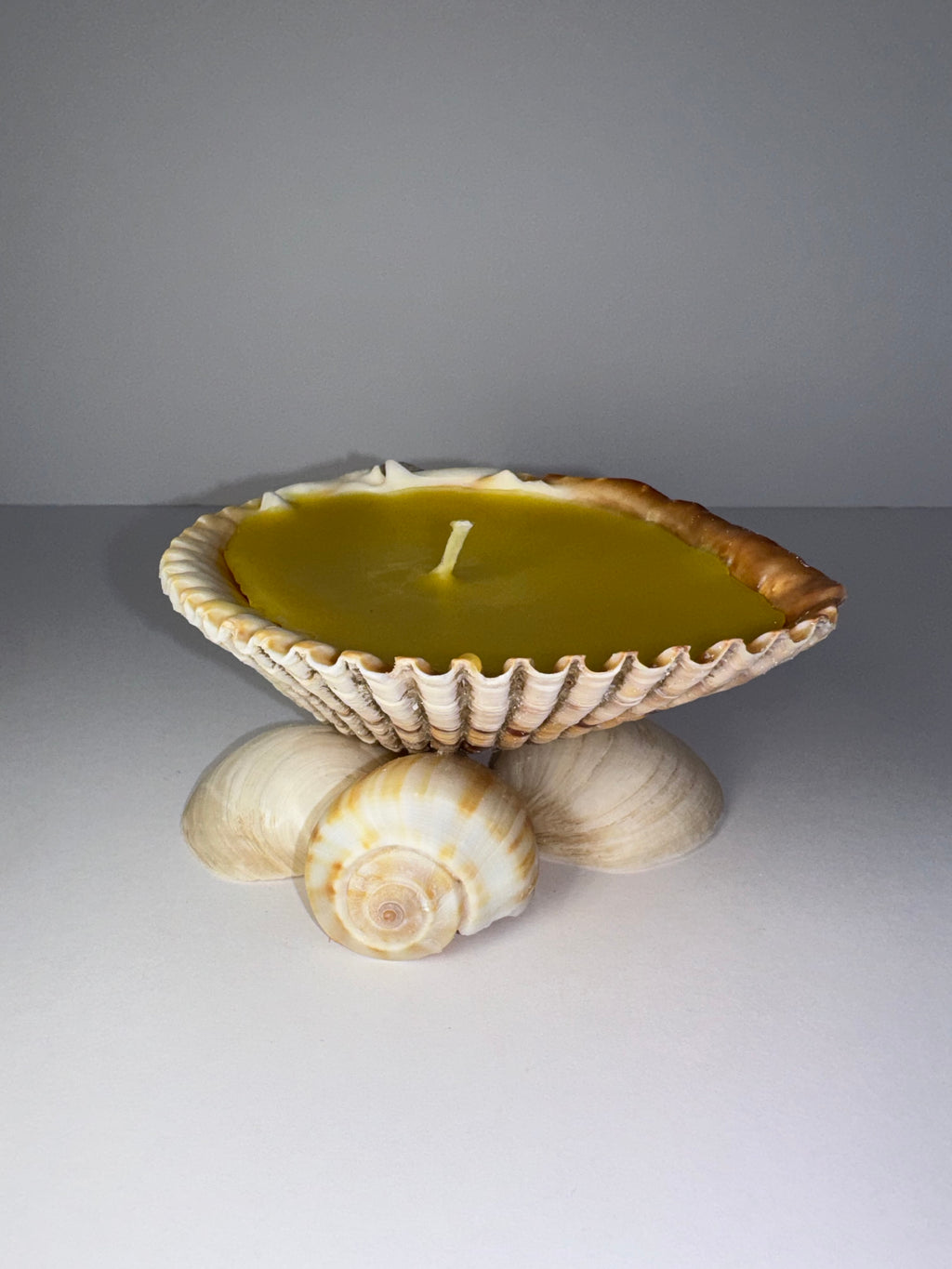 Shell Candle