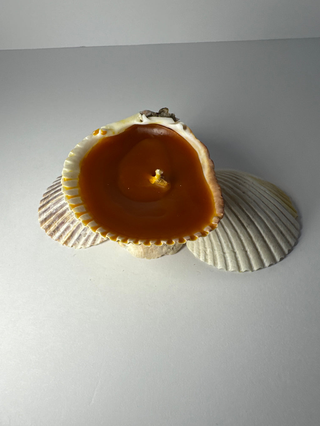 Shell Candle