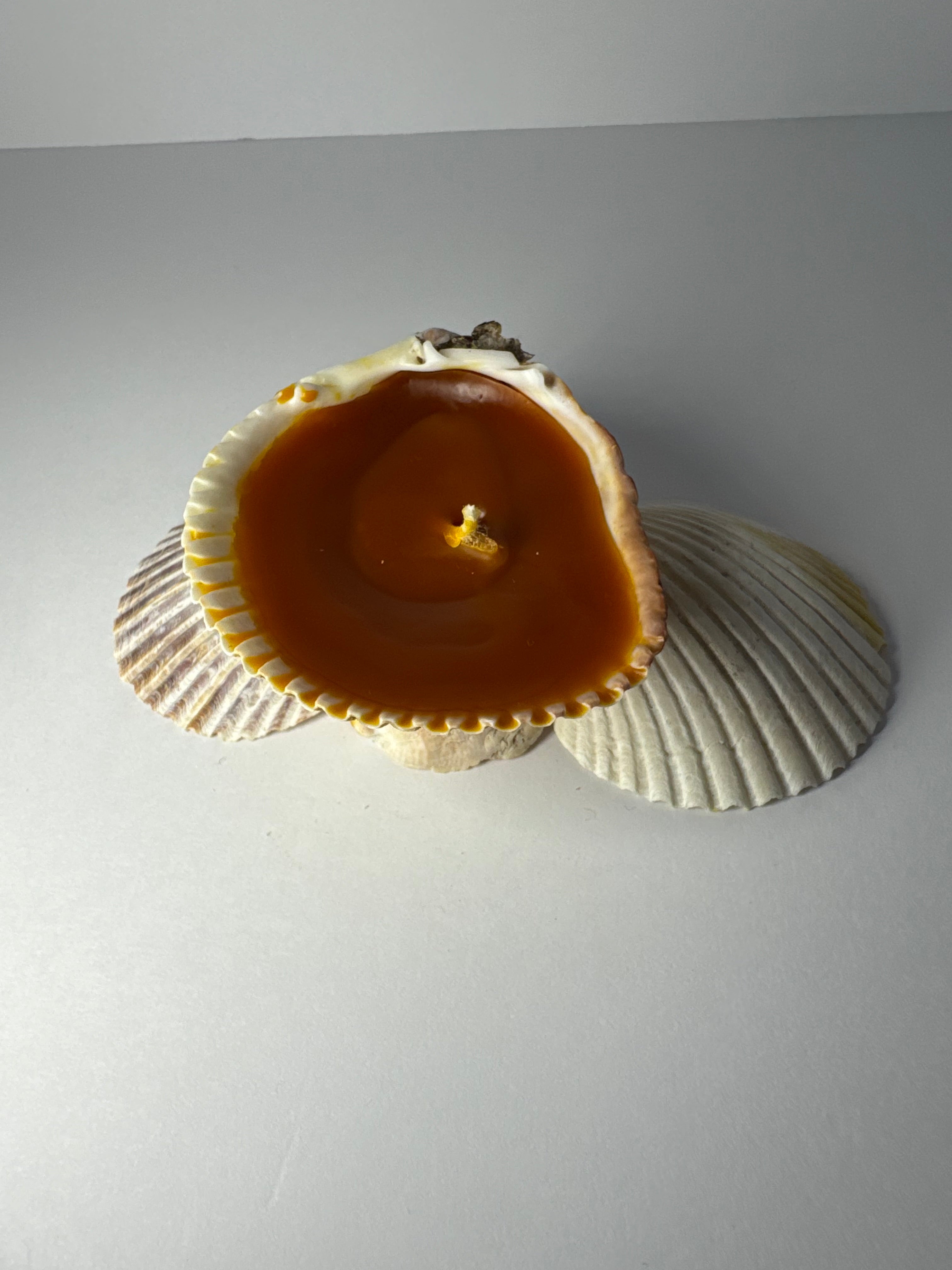 Shell Candle