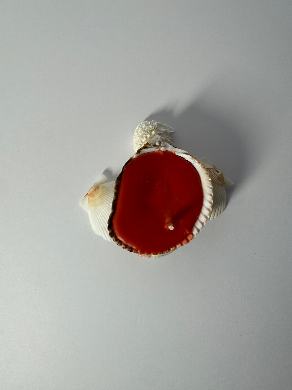 Shell Candle