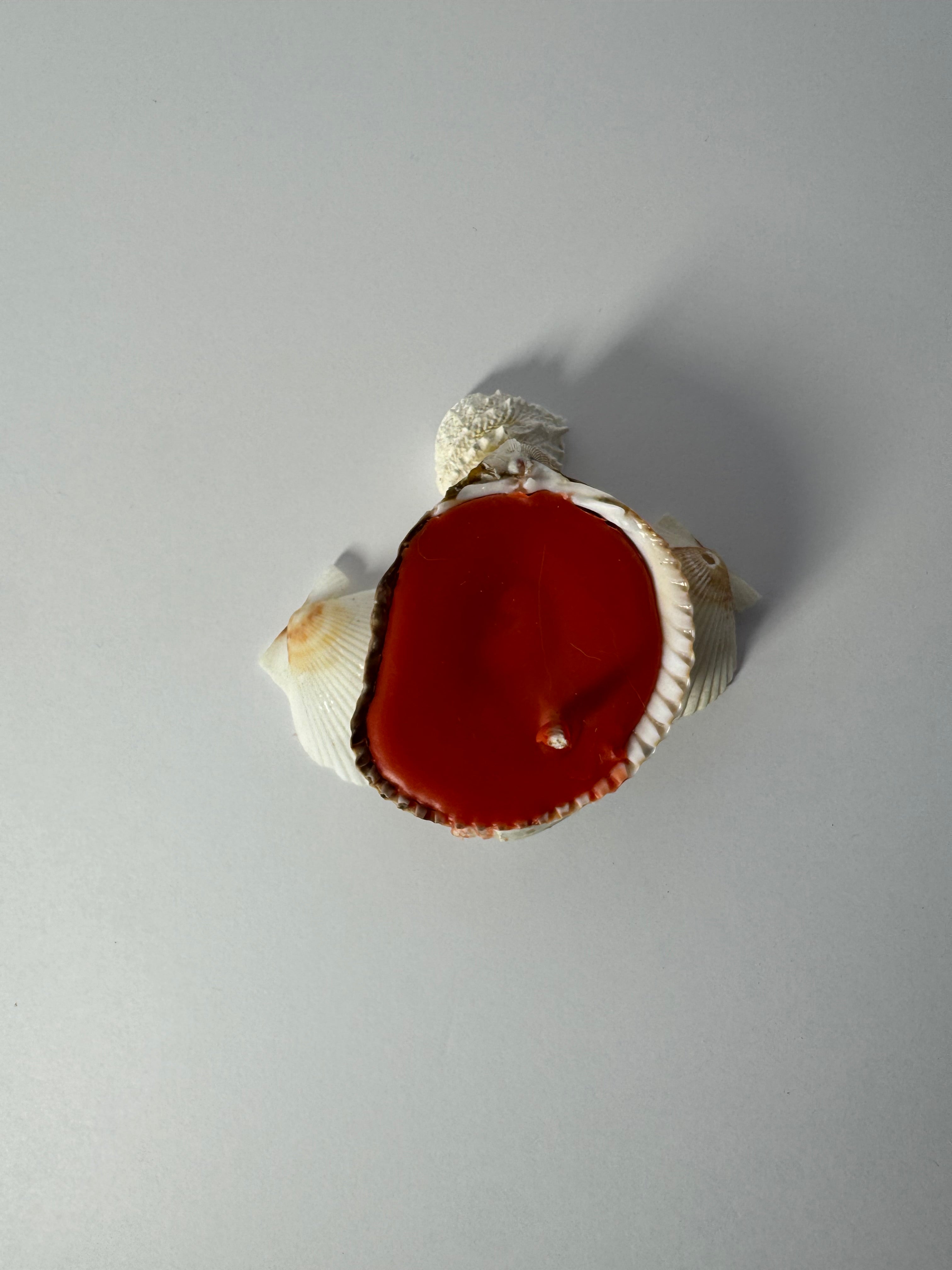 Shell Candle