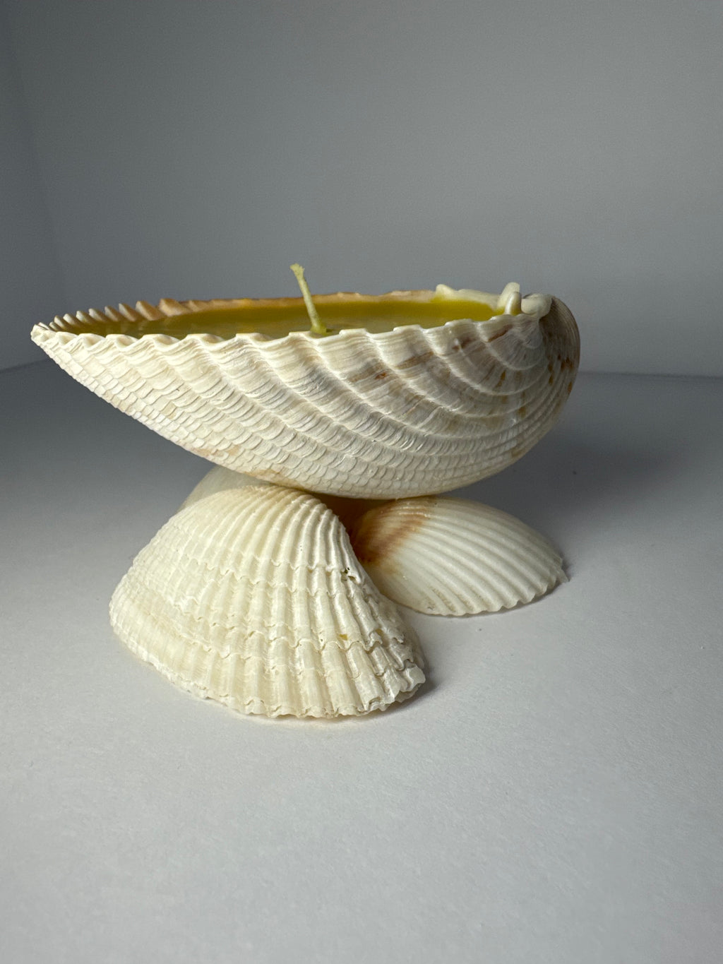 Shell Candle