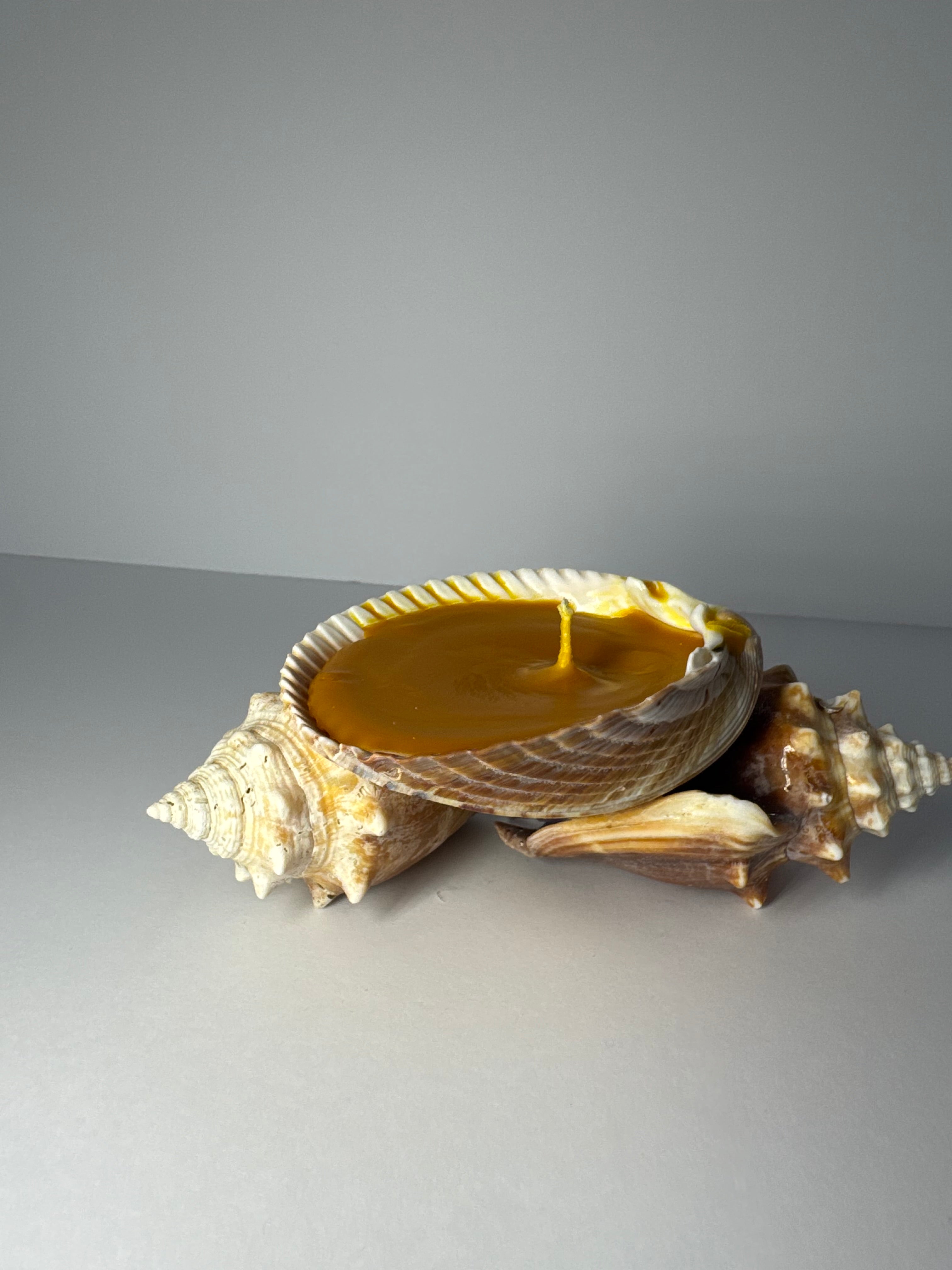 Shell Candle