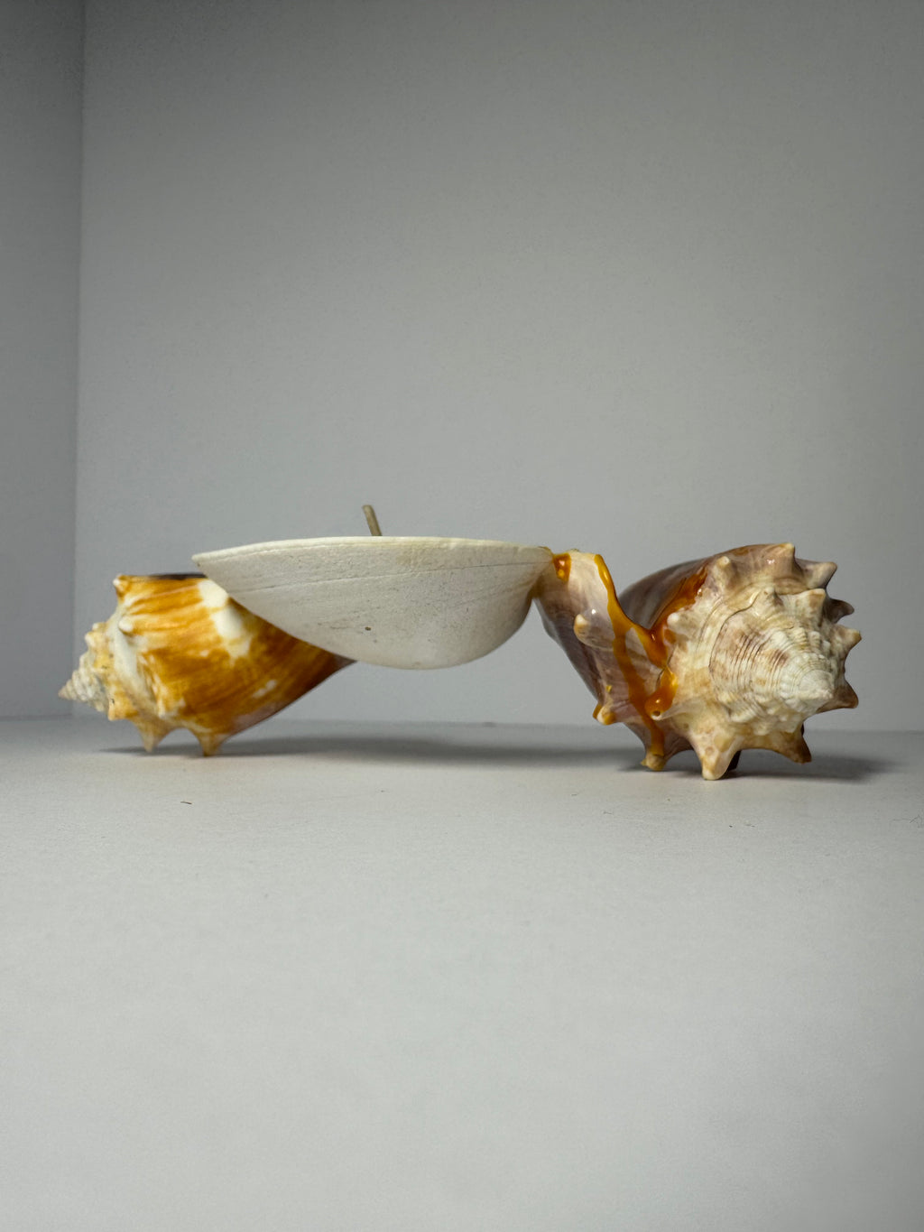 Shell Candle